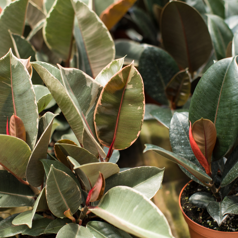 Ficus