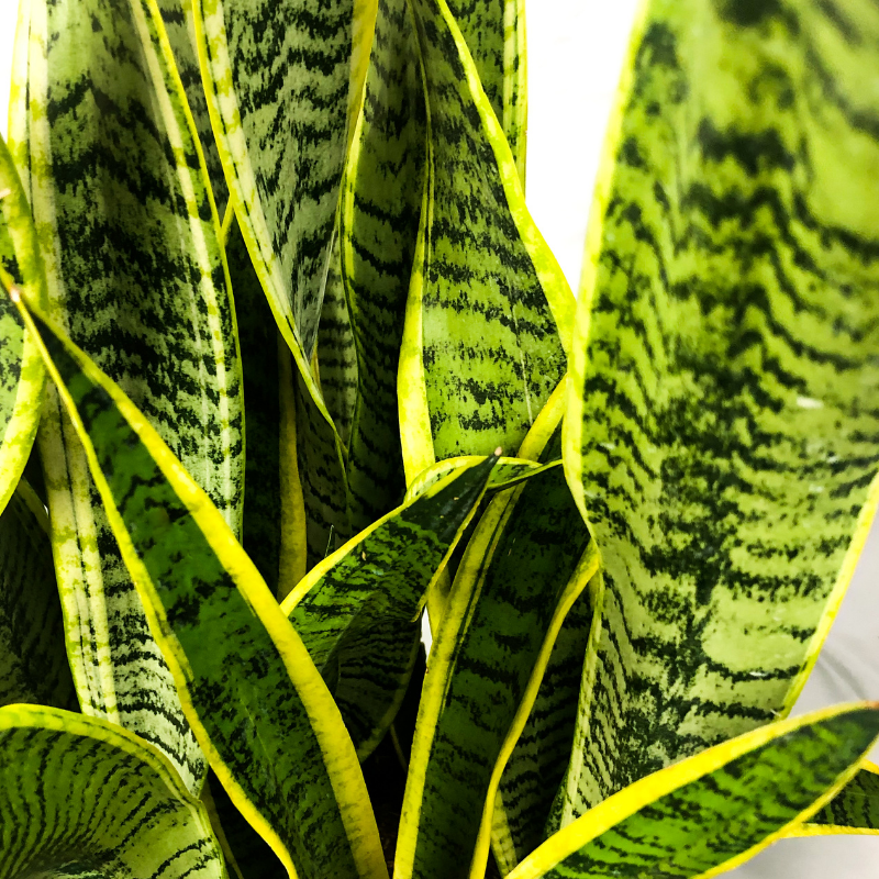 Sansevieria Care