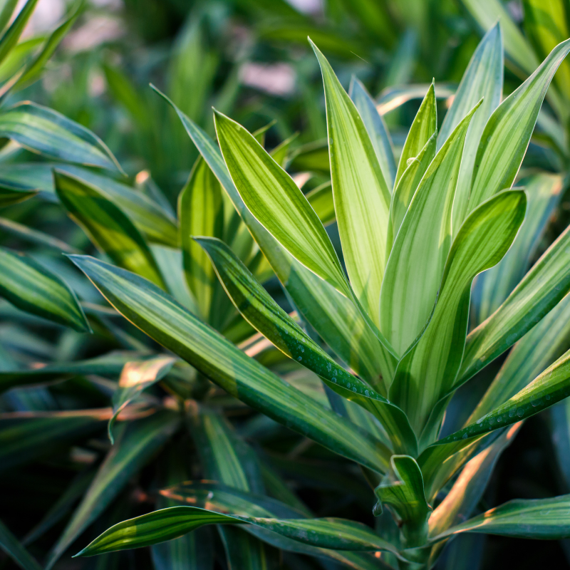 Dracaena Care