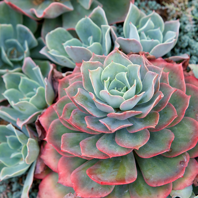 Echeveria Care