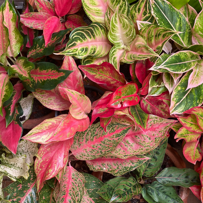Aglaonema Care