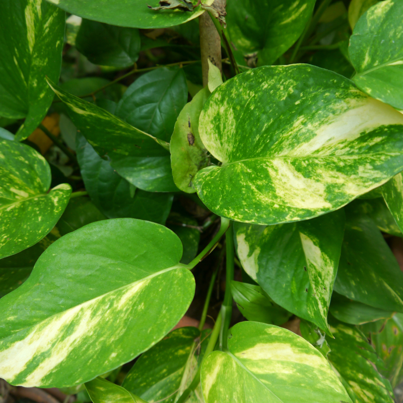 Pothos Care