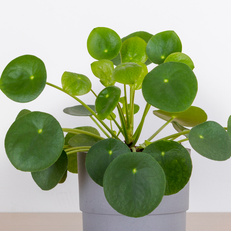 Money Plant Care