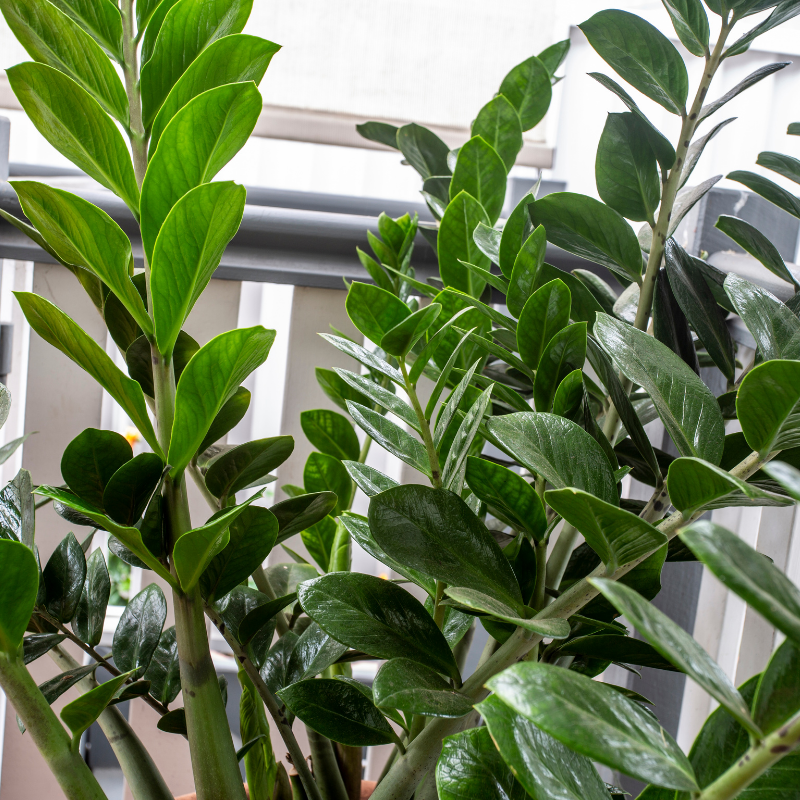 ZZ Plant Care
