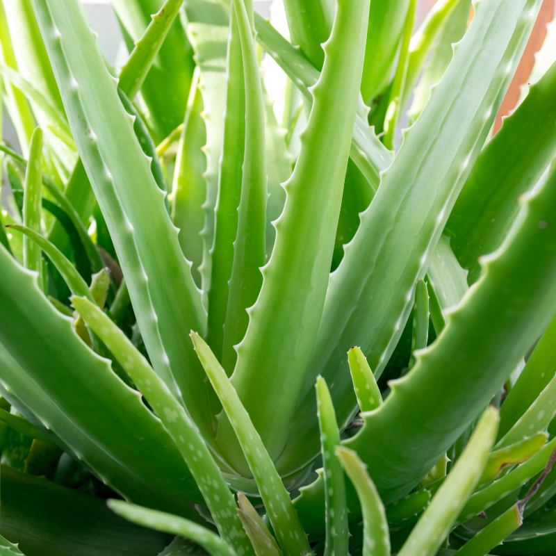 Aloe Vera Care