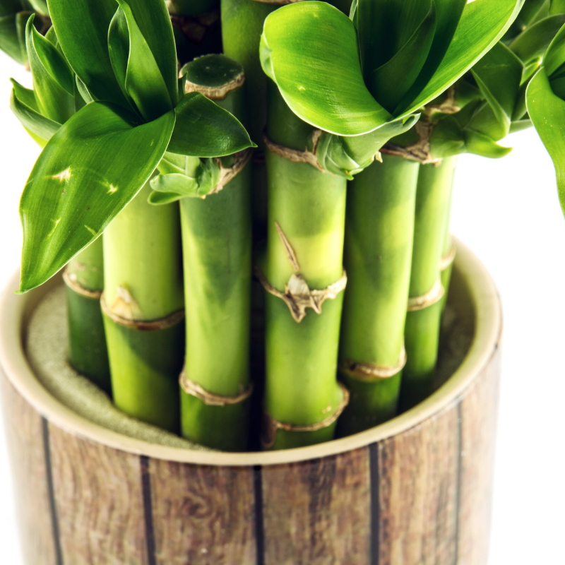 Lucky Bamboo Care