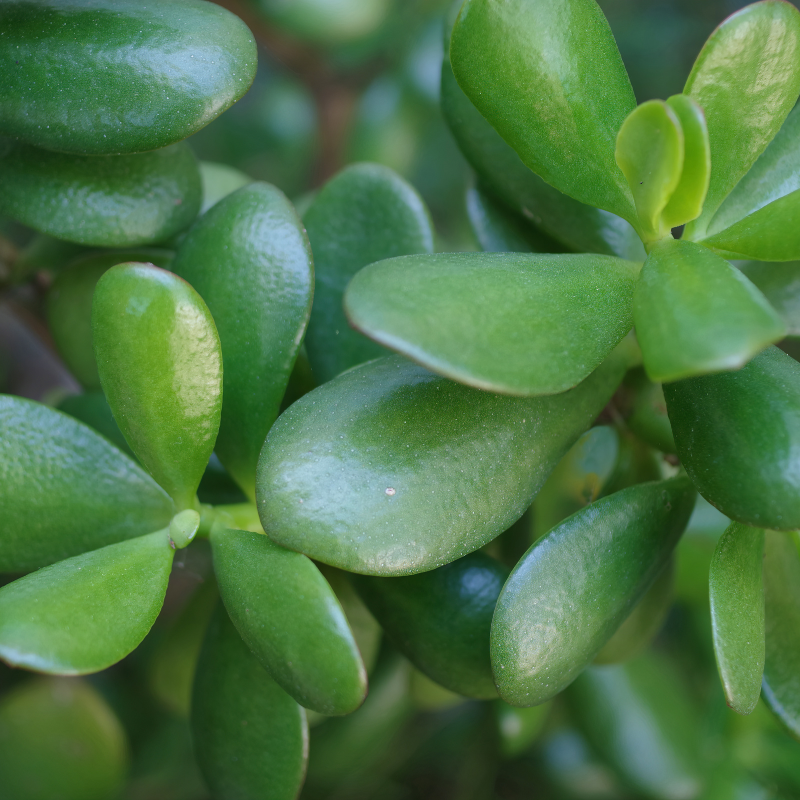 Jade Plant Care