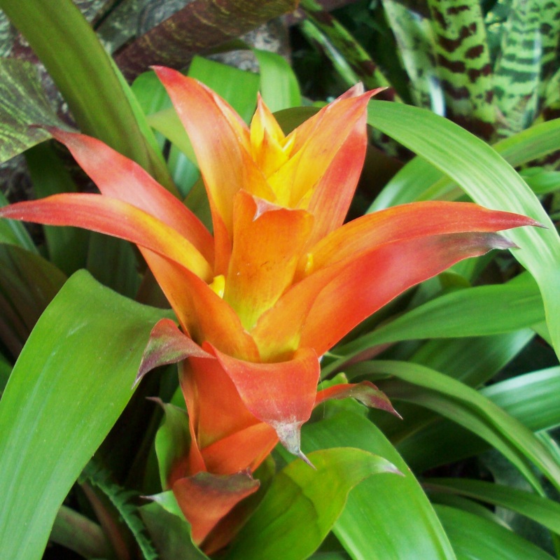 Bromeliad Care