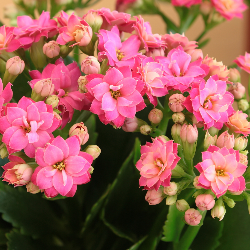 Kalanchoe Care
