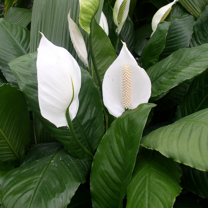 Peace Lily Care