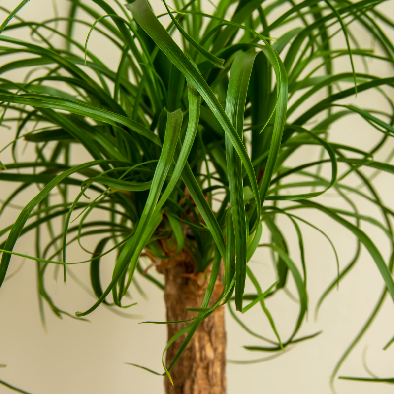 Ponytail Palm Care