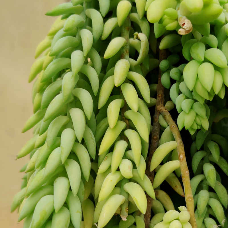 Burro's Tail Care
