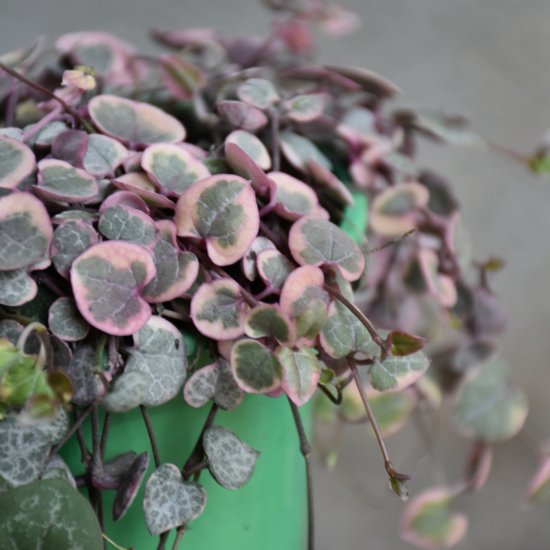 String of Hearts Care