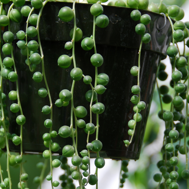 String of Pearls Care
