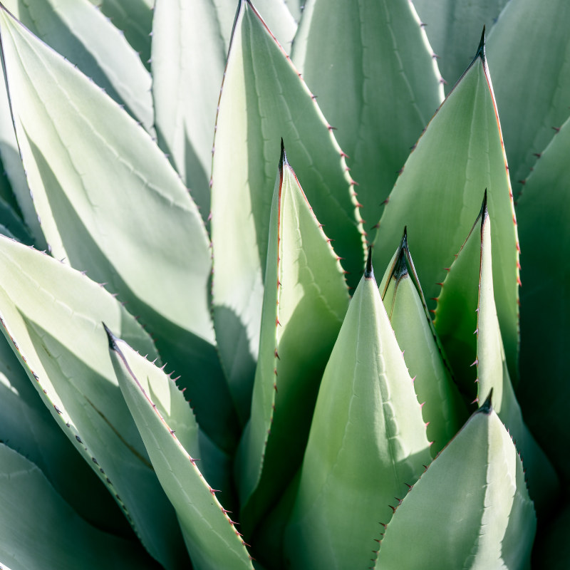 Agave Care