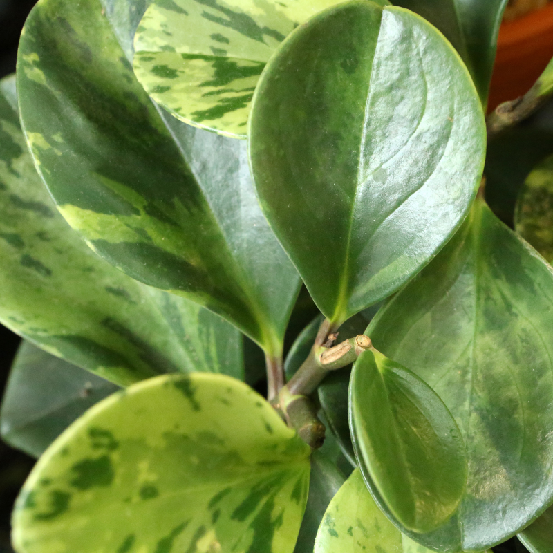 Peperomia  Care