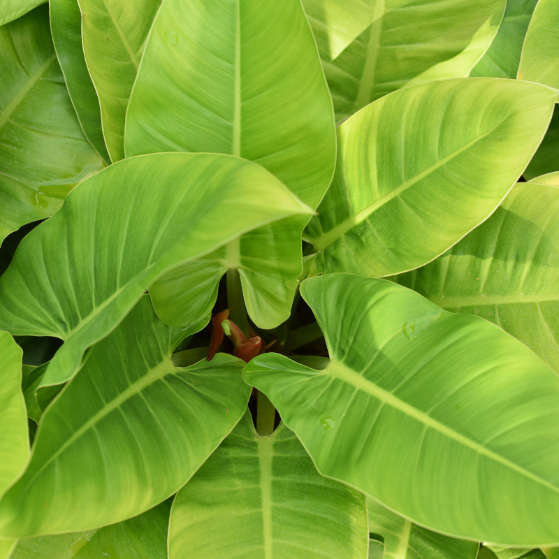 Philodendron Care