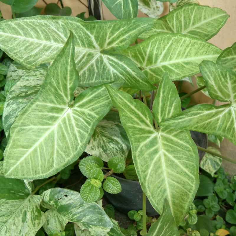 Syngonium Care