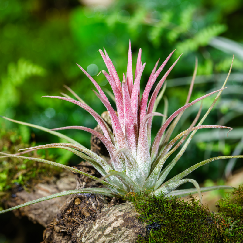 Air Plant Care