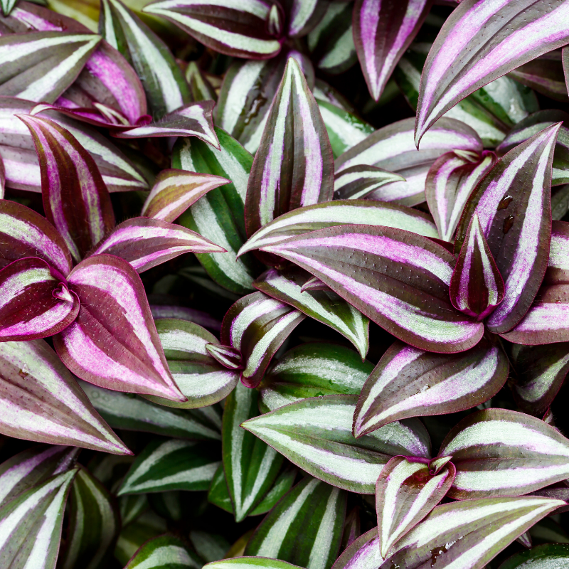 Tradescantia Care