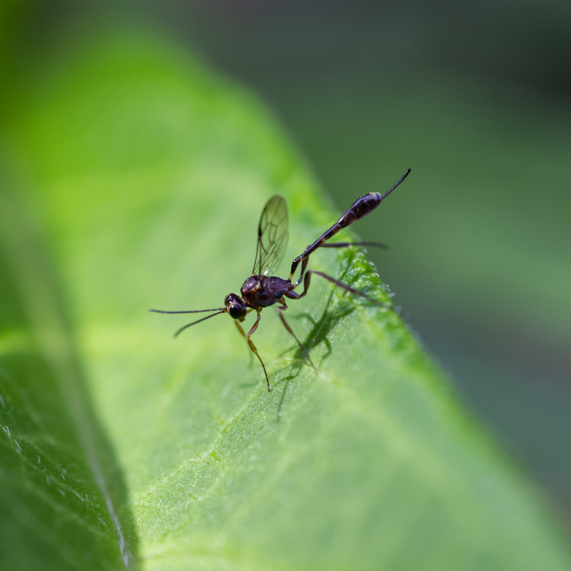 How Alsip Uses Beneficial Insects & Natural Treatments to Keep Plants Healthy