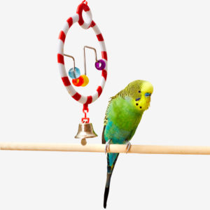 Bird Toys