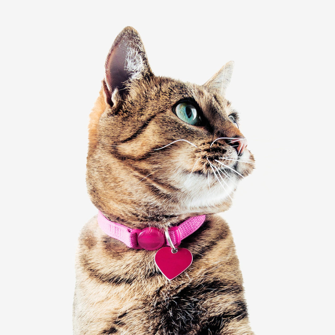 Cat Leashes & Collars