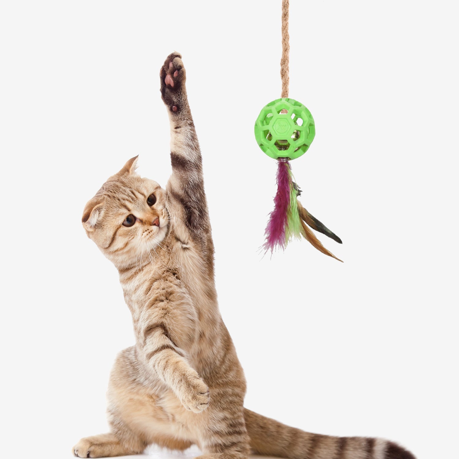 Cat Toys & Treats