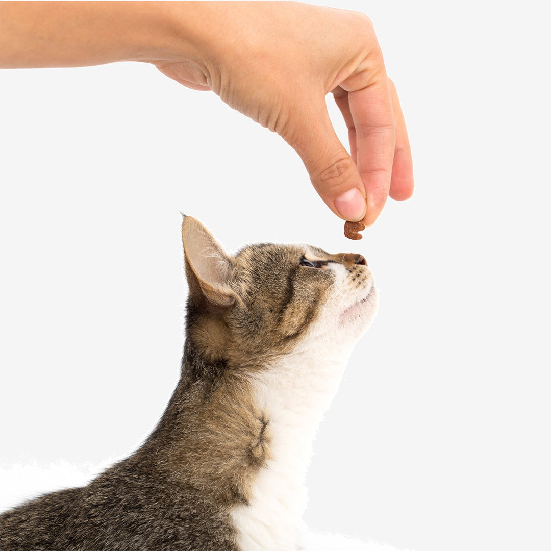 Cat Treats