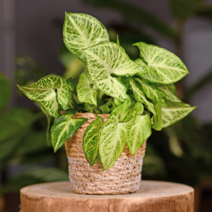 Tropical Potted Houseplants