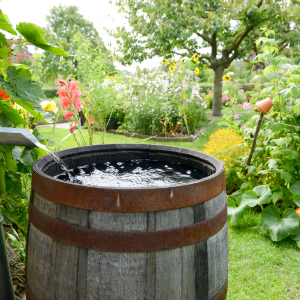 Rain Barrels / Composters