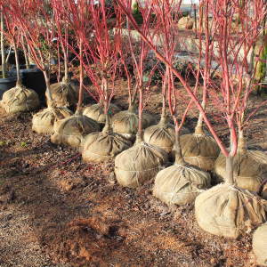 Ball & Burlap Trees