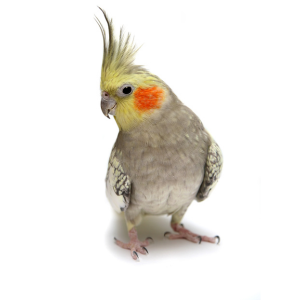 Bird Dept.