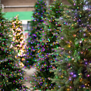 Christmas Trees & Stands