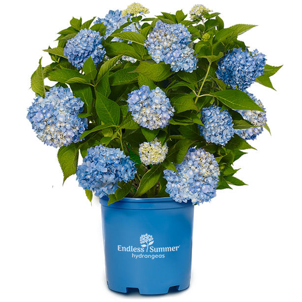 Container Shrubs Deciduous