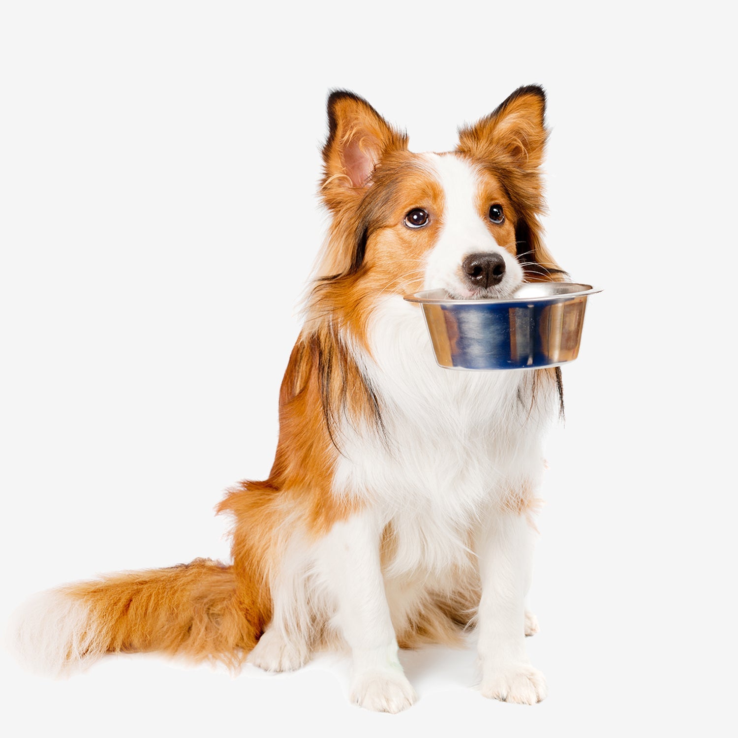 Dog Bowls & Feeders