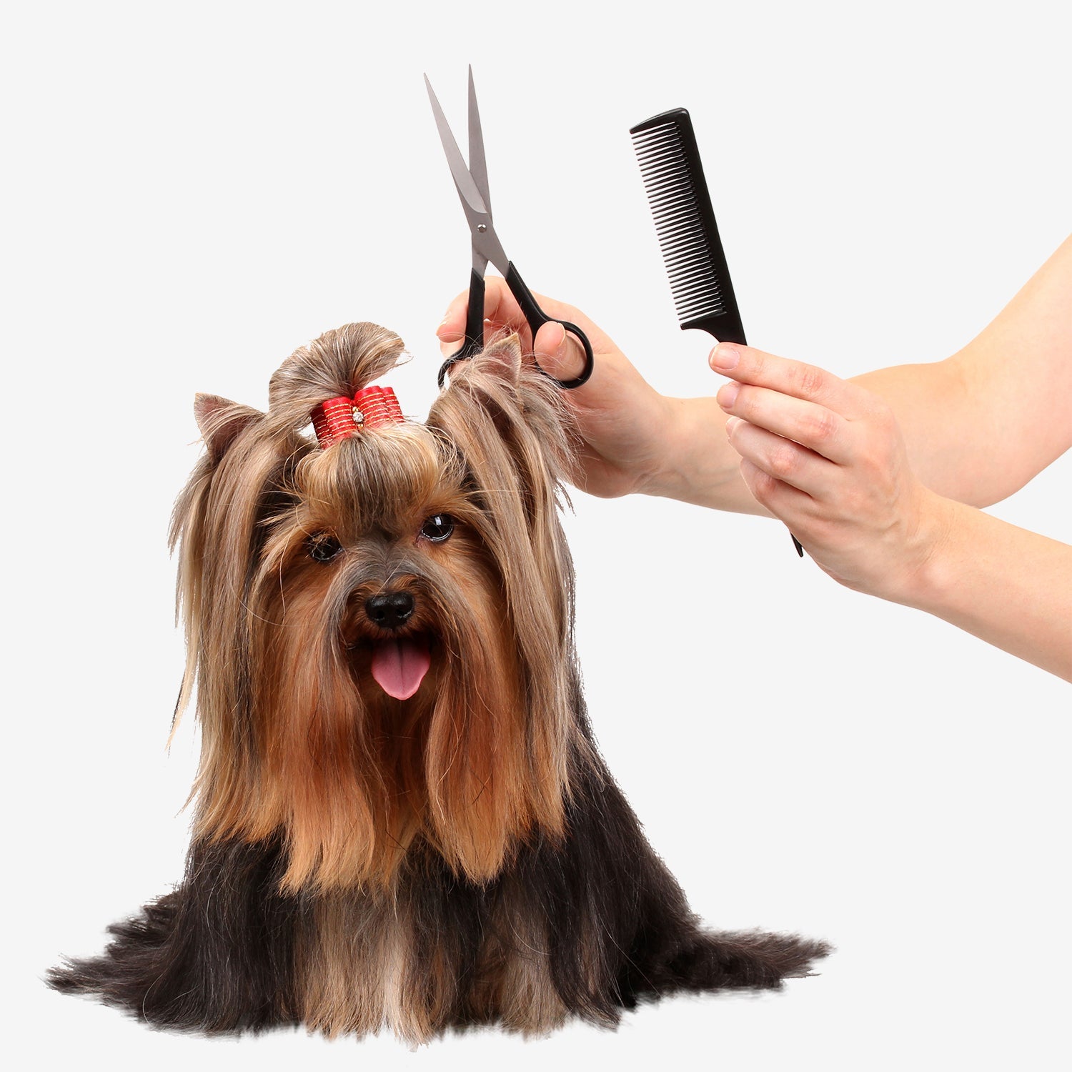 Dog Grooming