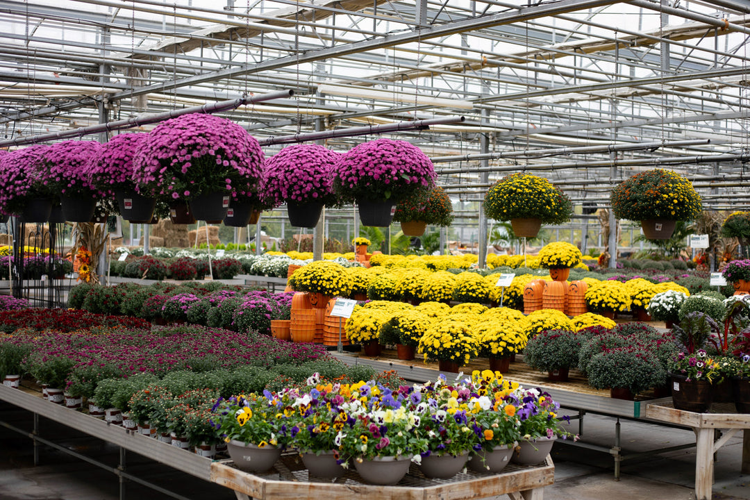 Fall Annuals