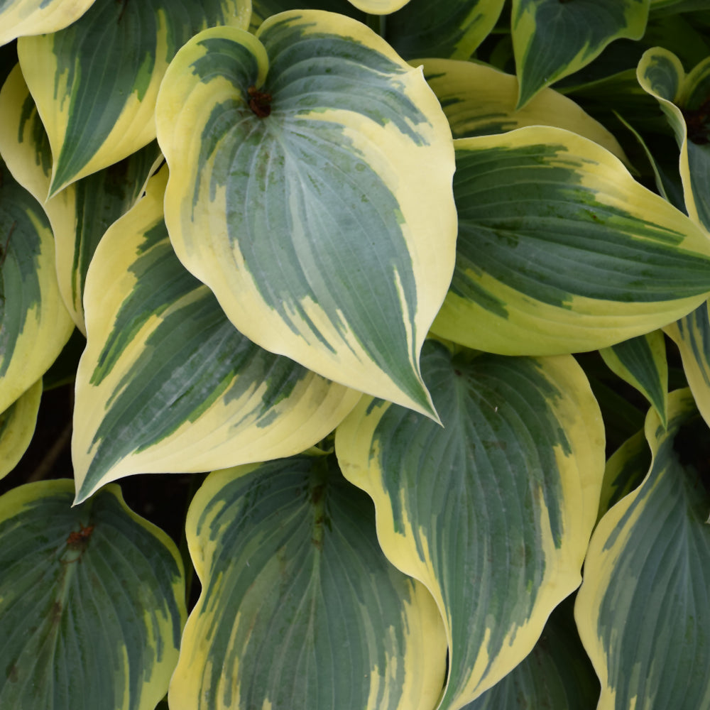 Hostas