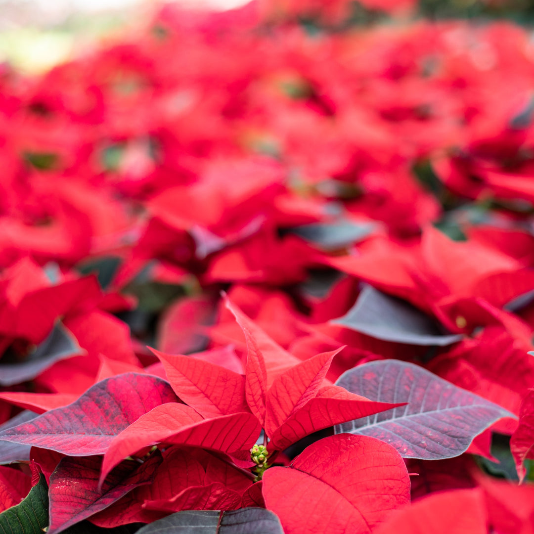 Poinsettias