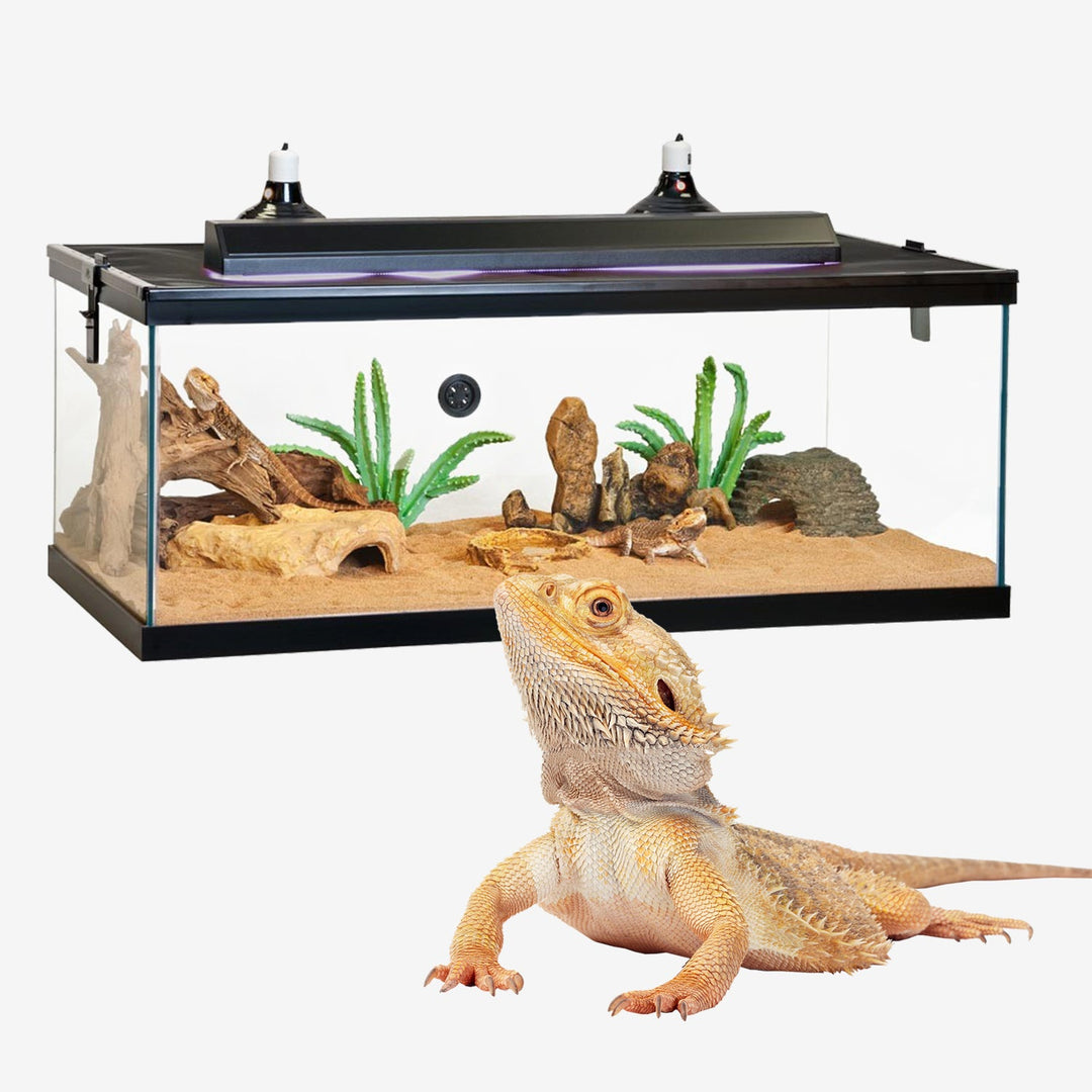 Reptile Cages & Accessories