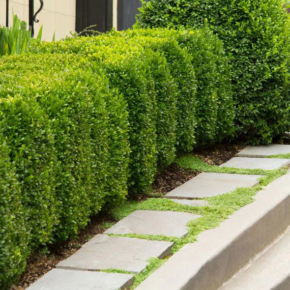 Broadleaf Evergreens