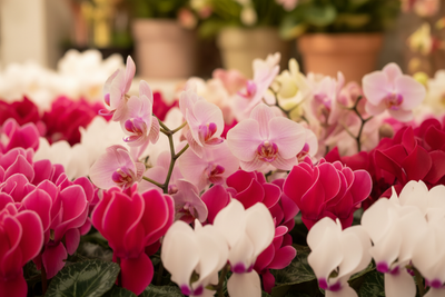 Valentine's Gift Plants