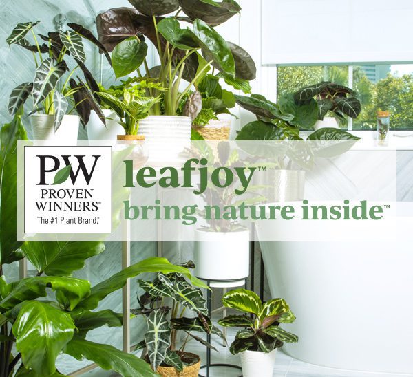 PW Leafjoy Collection