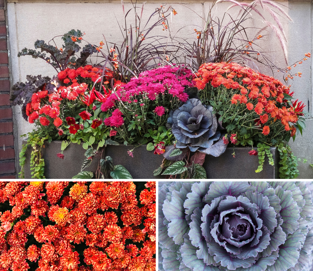 Fall Annuals