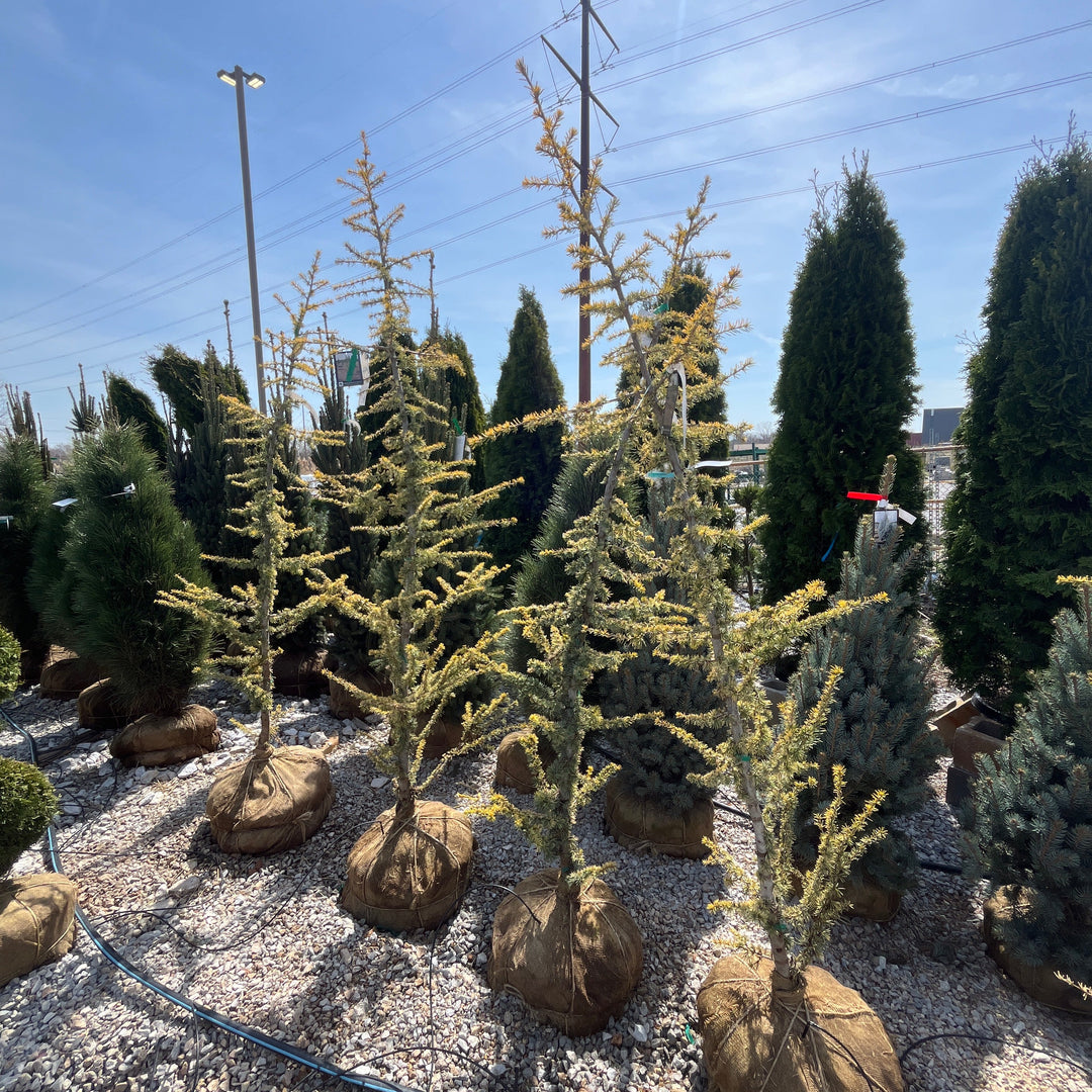 Golden Atlas Cedar - Cedrus atlantica 'Aurea' - 6-7 Foot Ball & Burlap Tree