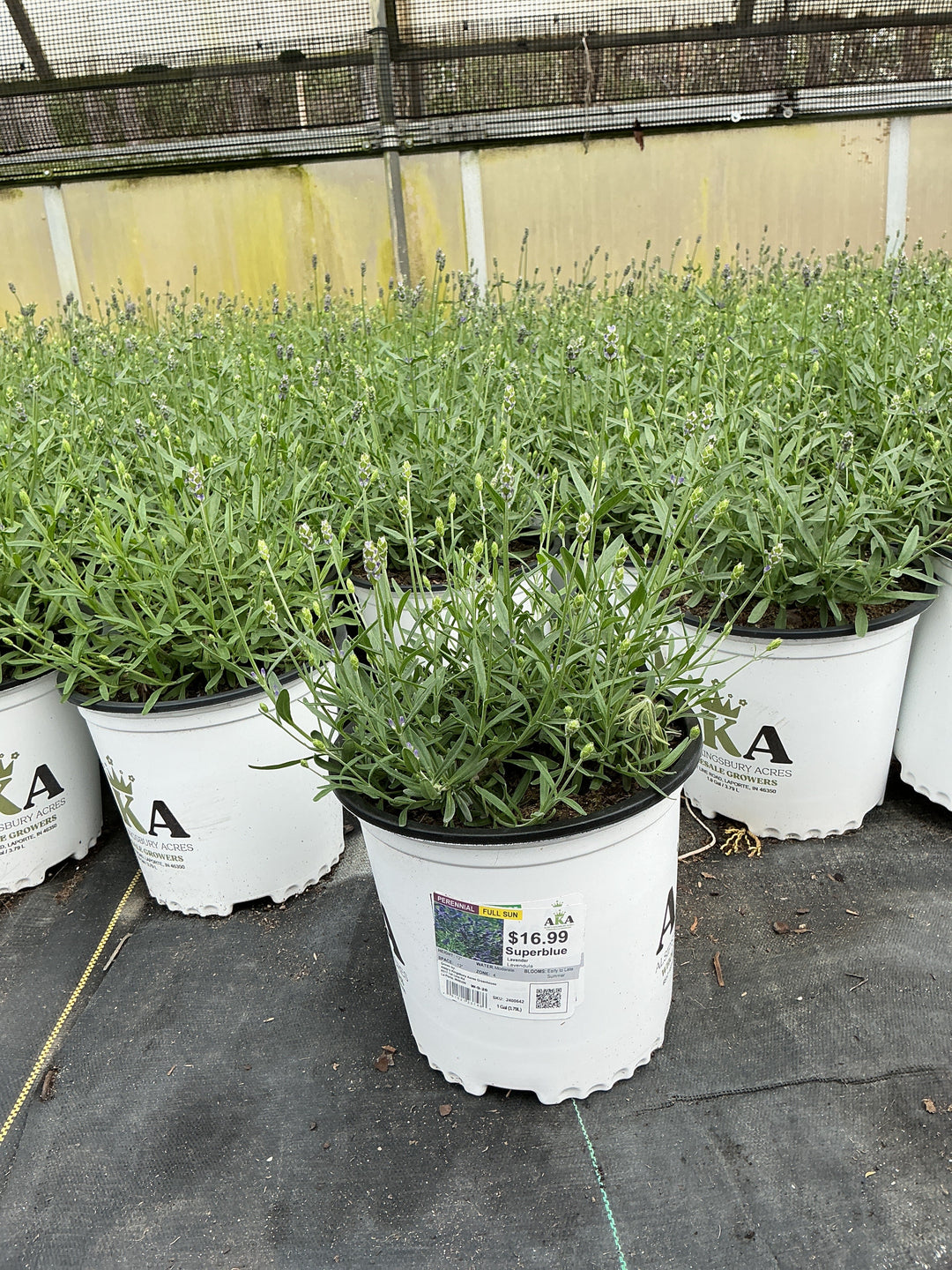 Lavandula Lavender Superblue - 8" Potted Perennial