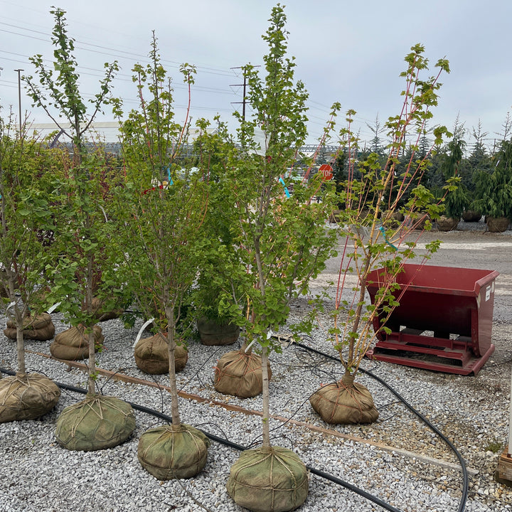 Autumn Gold Ginkgo - Ginkgo biloba 'Autumn Gold' - 5'-6' Foot Ball & Burlap Tree