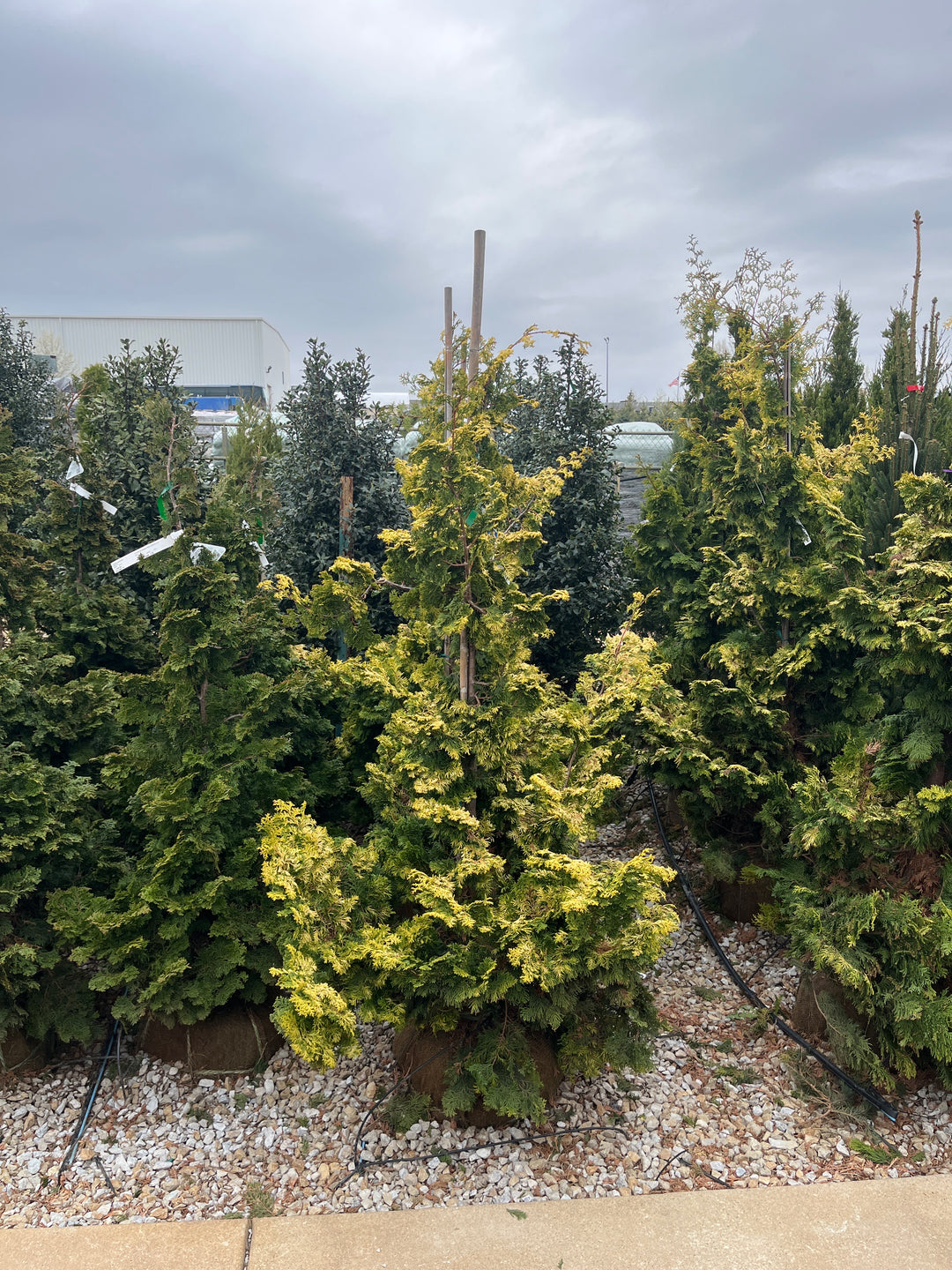 Golden Hinoki Falsecypress - Chamaecyparis obtusa 'Aurea' - 4-5 Foot Ball & Burlap Tree