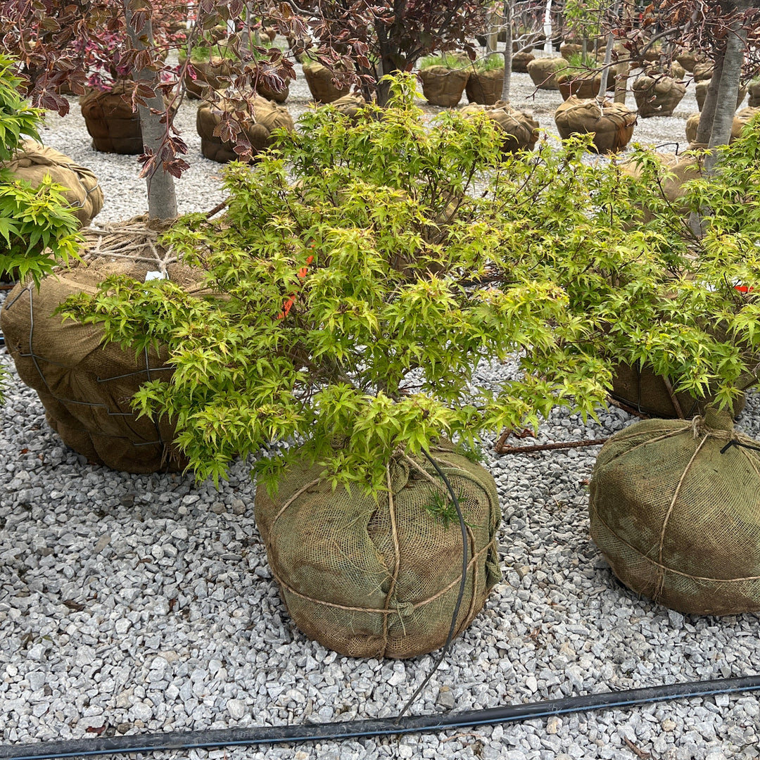 Sharp's Pygmy Dwarf Japanese Maple, 24-30" Ball & Burlap Tree